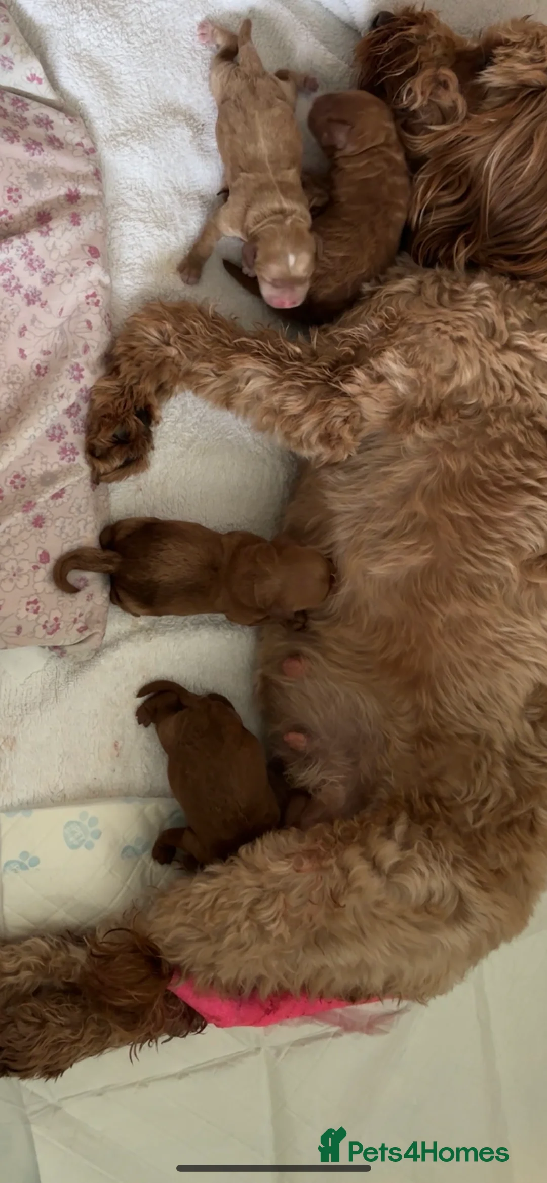 Poodle dogs for stud: Kc health tested fox red toy poodle in Stevenage - Advert 21