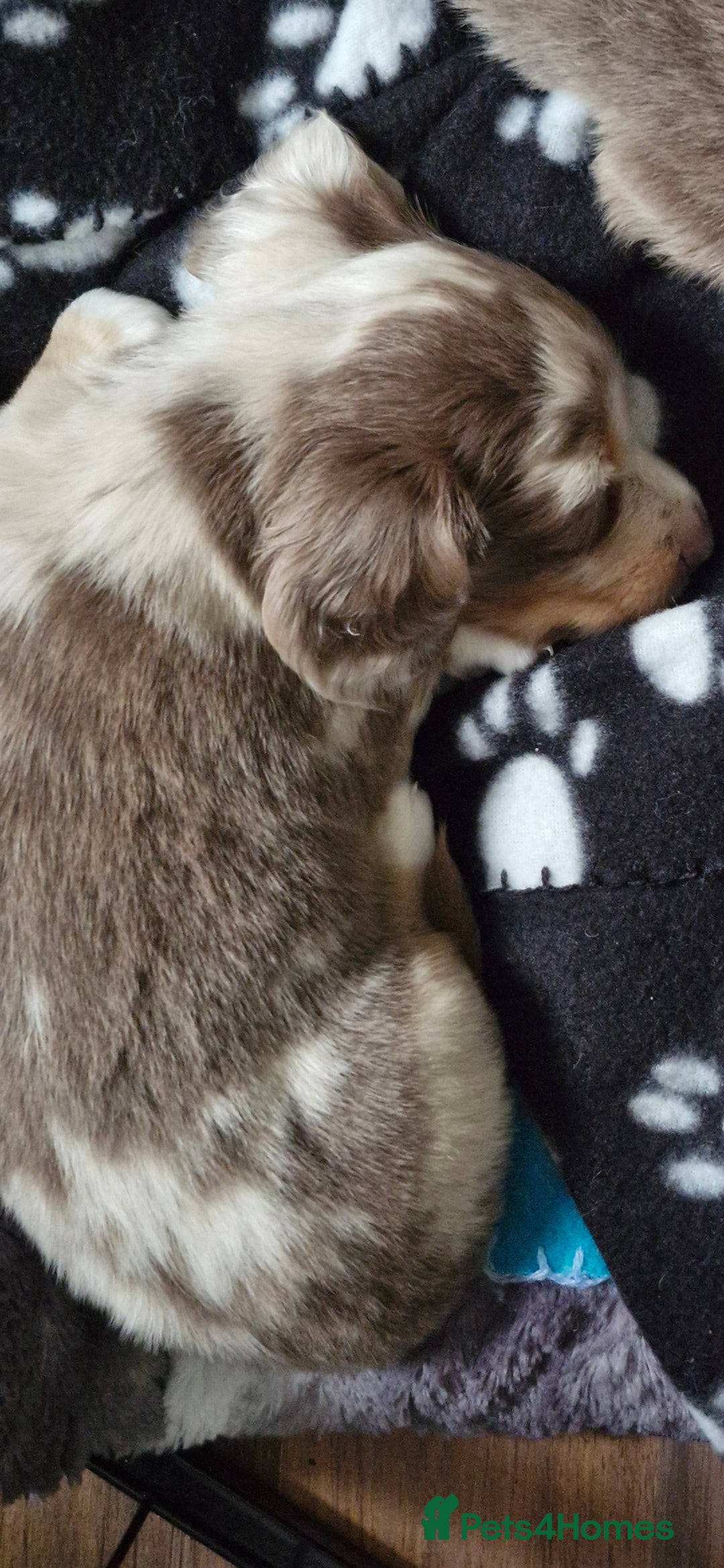 Miniature Dachshund dogs for sale: Longhaired miniature dachshunds  - Image 18