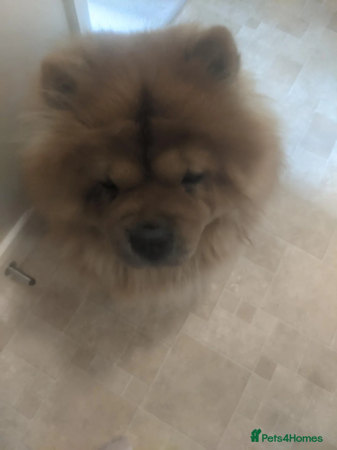 Chow Chow dogs for sale: Teddy - Advert 1