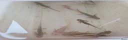 Other/Mixed Breed fish for sale: Axolotls  in Cheadle - Advert 5