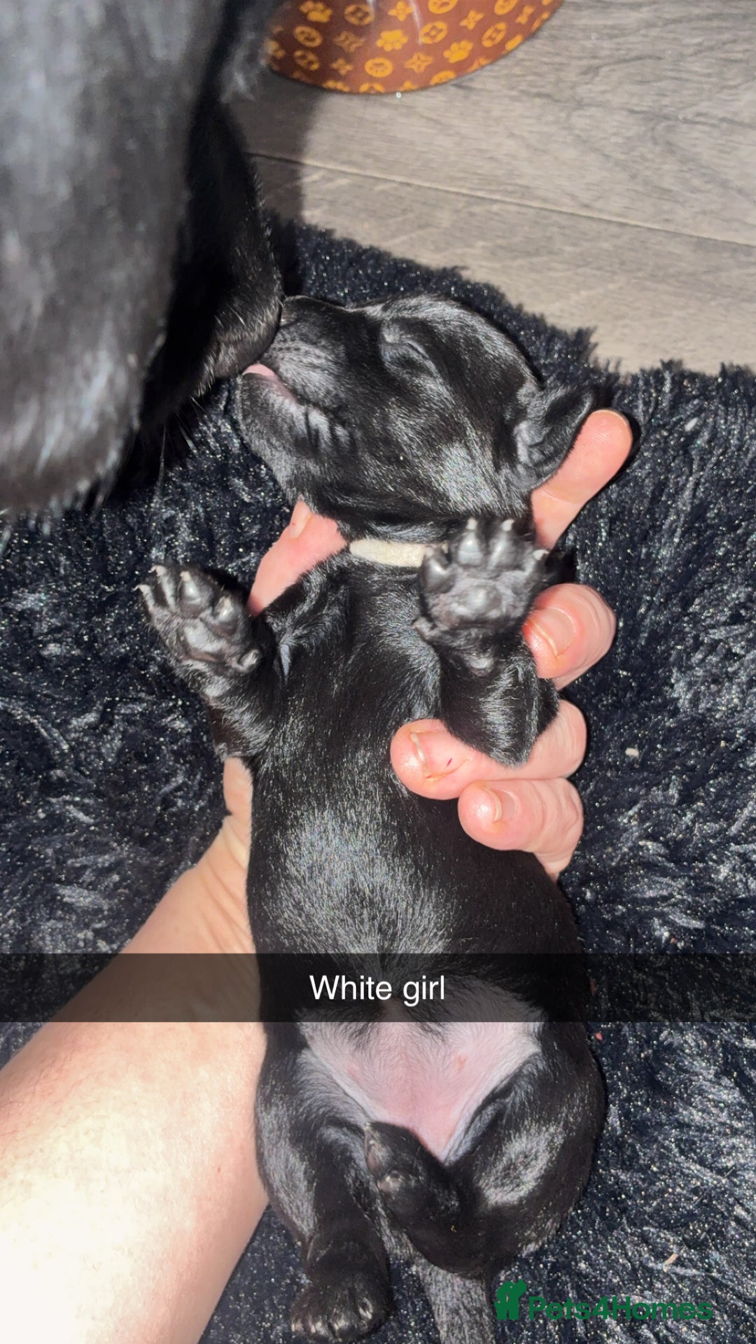 Labrador Retriever dogs for sale: STUNNING KC REGISTERED PEDIGREE LABRADOR PUPPIES - Advert 7