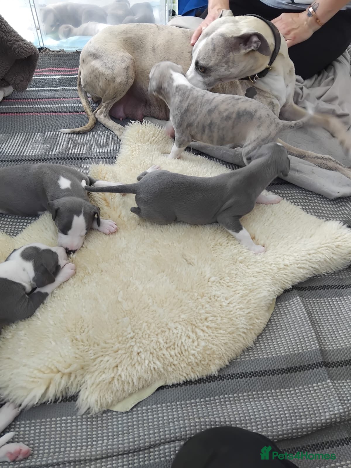 Whippet dogs Whippet puppies for sale - Advert 11