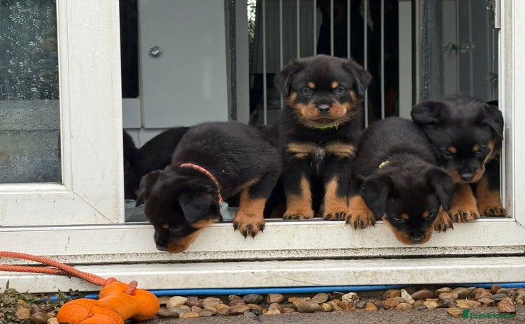 Rottweiler dogs - Advert 1