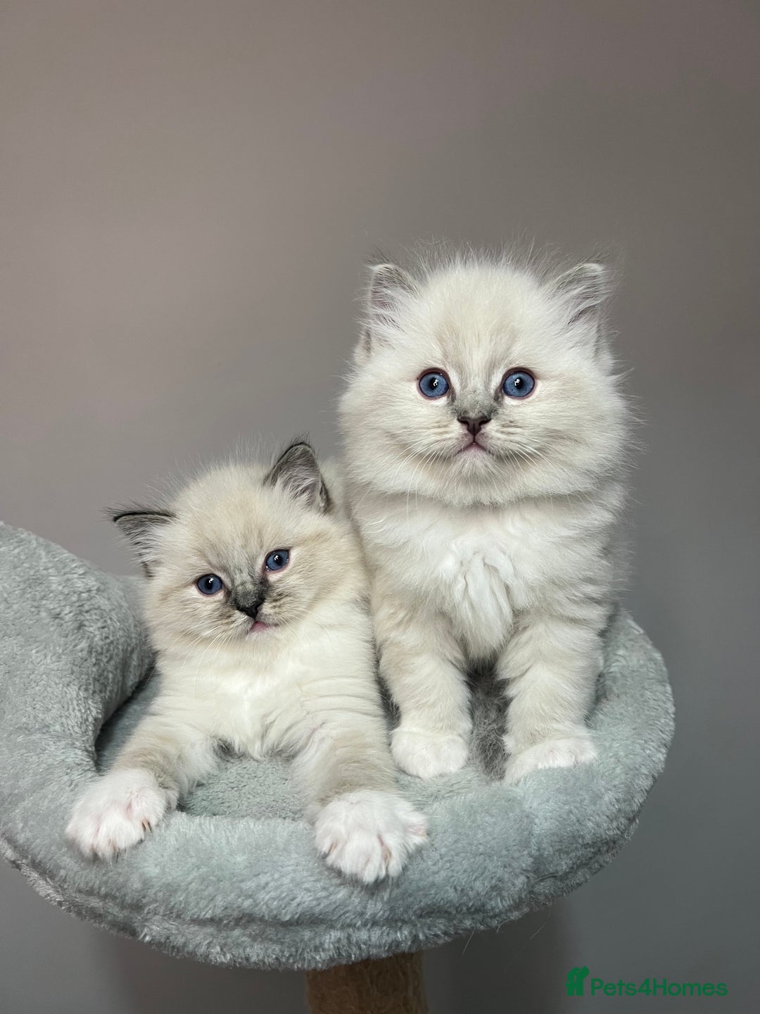 Ragdoll cats for sale: Registered Ragdolls kittens for sale - Image 1