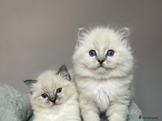 Ragdoll cats - Advert 12
