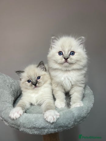 Ragdoll cats - Advert 3