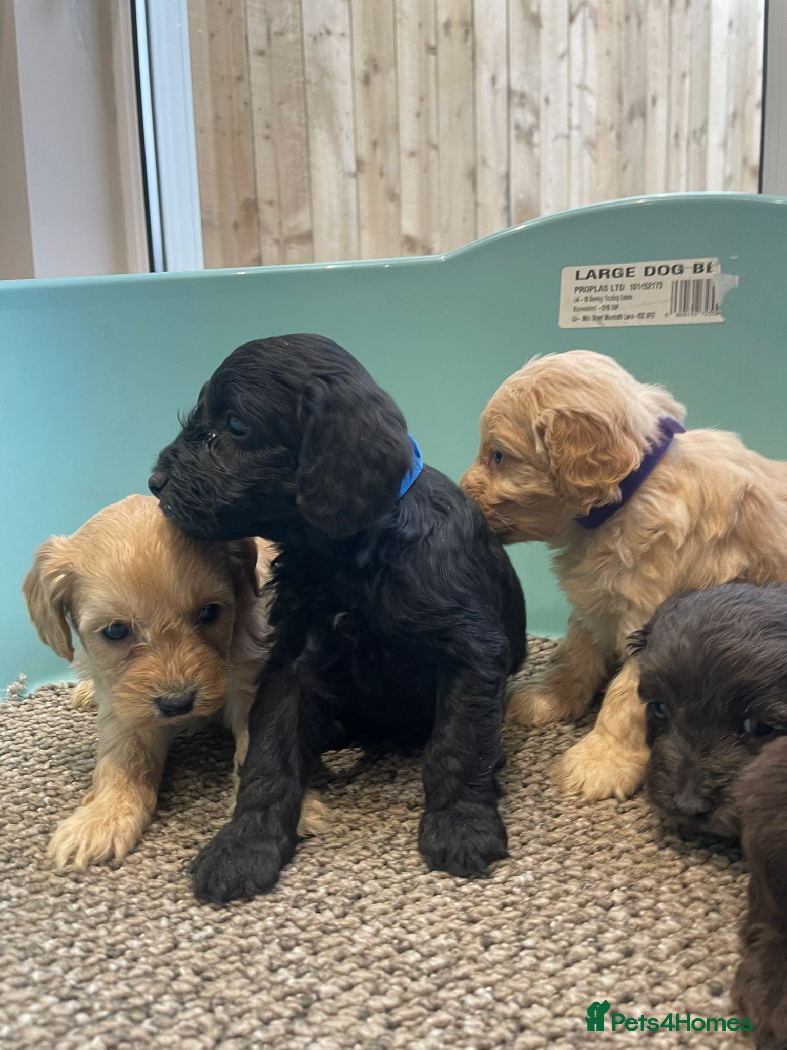 Cockapoo dogs F1 cockapoo p,a,r tested clear - Advert 1