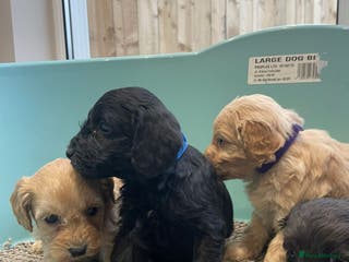 Cockapoo dogs F1 cockapoo p,a,r tested clear - Advert 1