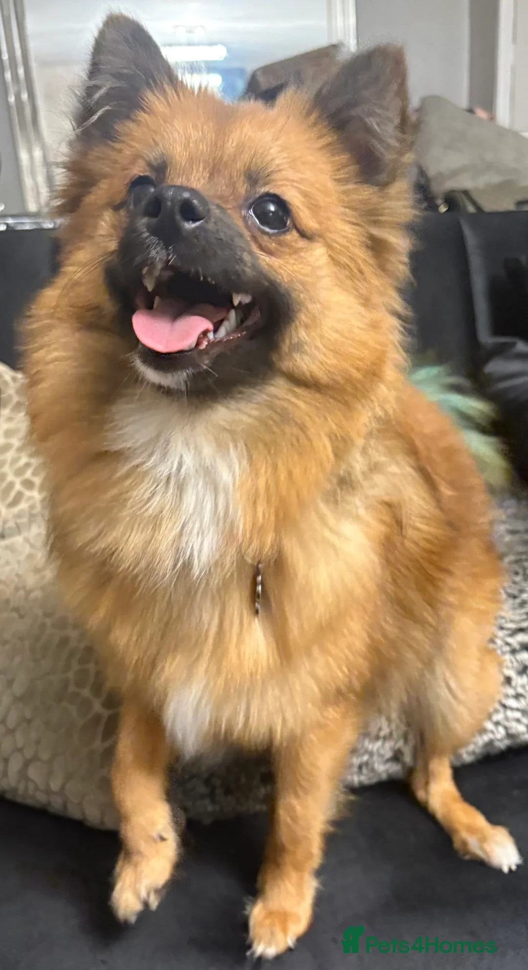 Pomchi dogs for sale: Pomchi - Advert 15