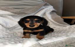 Miniature Dachshund dogs for sale: Miniature long hair dachshund 🤍 - Image 2