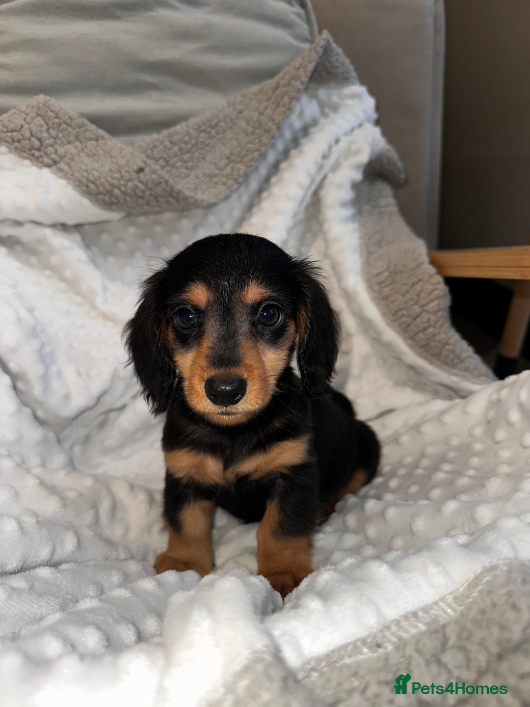 Miniature Dachshund dogs for sale: Miniature long hair dachshund 🤍 - Image 2
