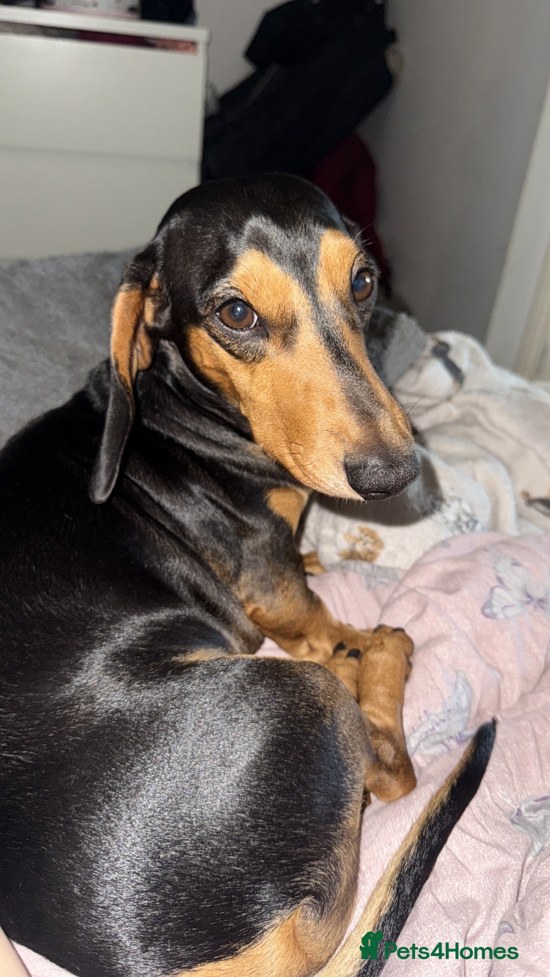 Dachshund dogs for sale: Dapple Dachshund Puppies - Image 4