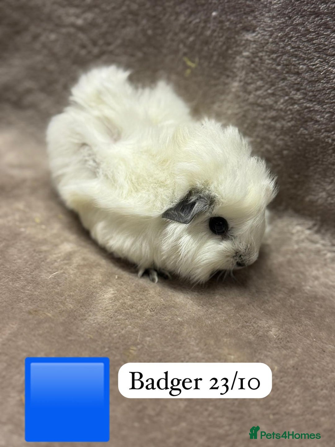 Guinea Pig rodents for sale: Gorgeous baby male guinea pigs ready soon - Advert 2