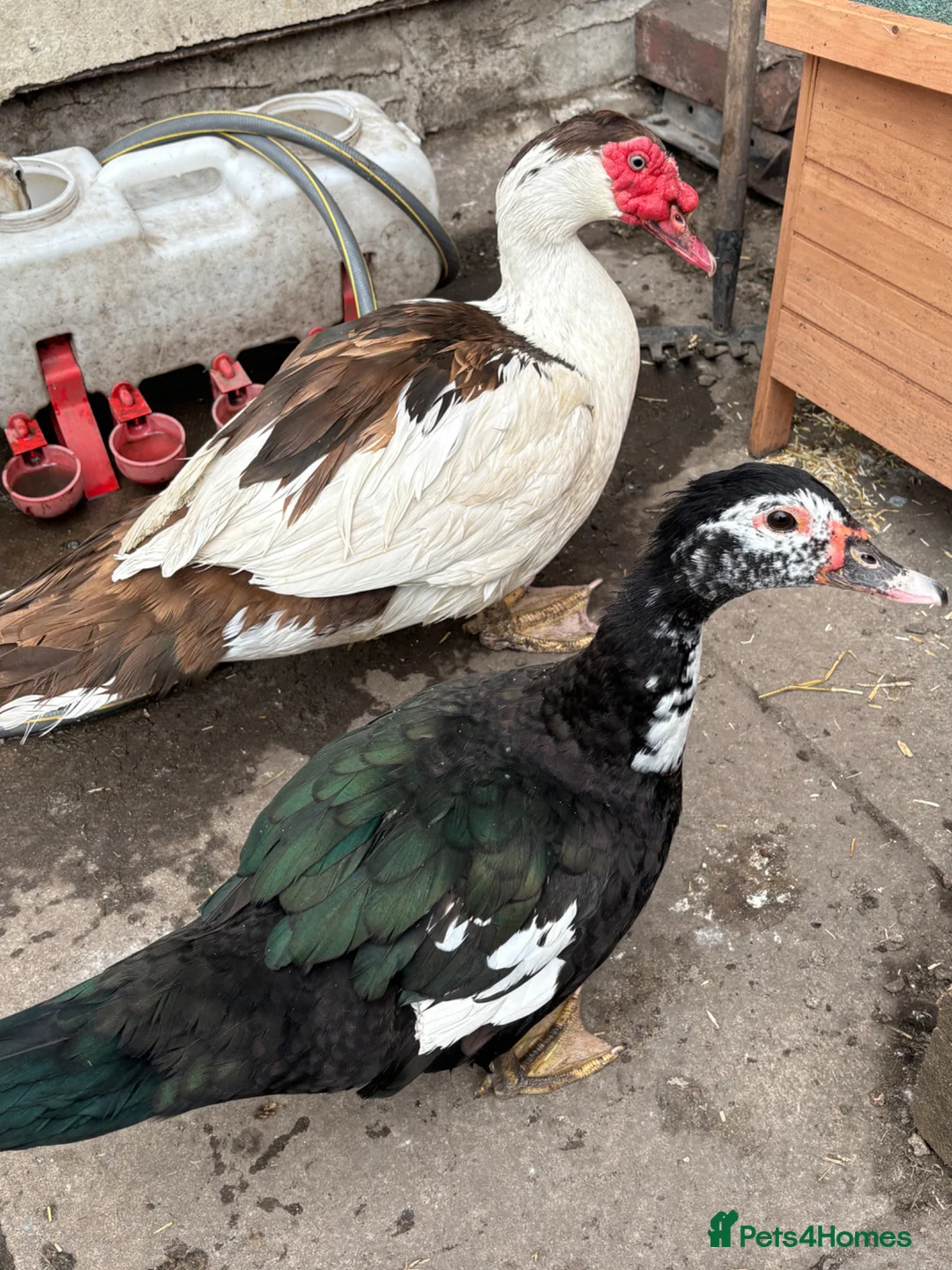 Ducks poultry for sale: Muscovy flock - Advert 2