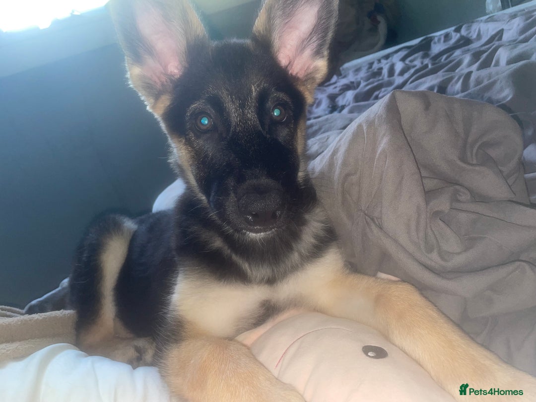German Shepherd dogs for sale: german shepherd 4 months  - Advert 1