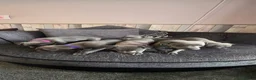 Whippet dogs for sale: Beautiful all blue litter whippet puppies  - Advert 7