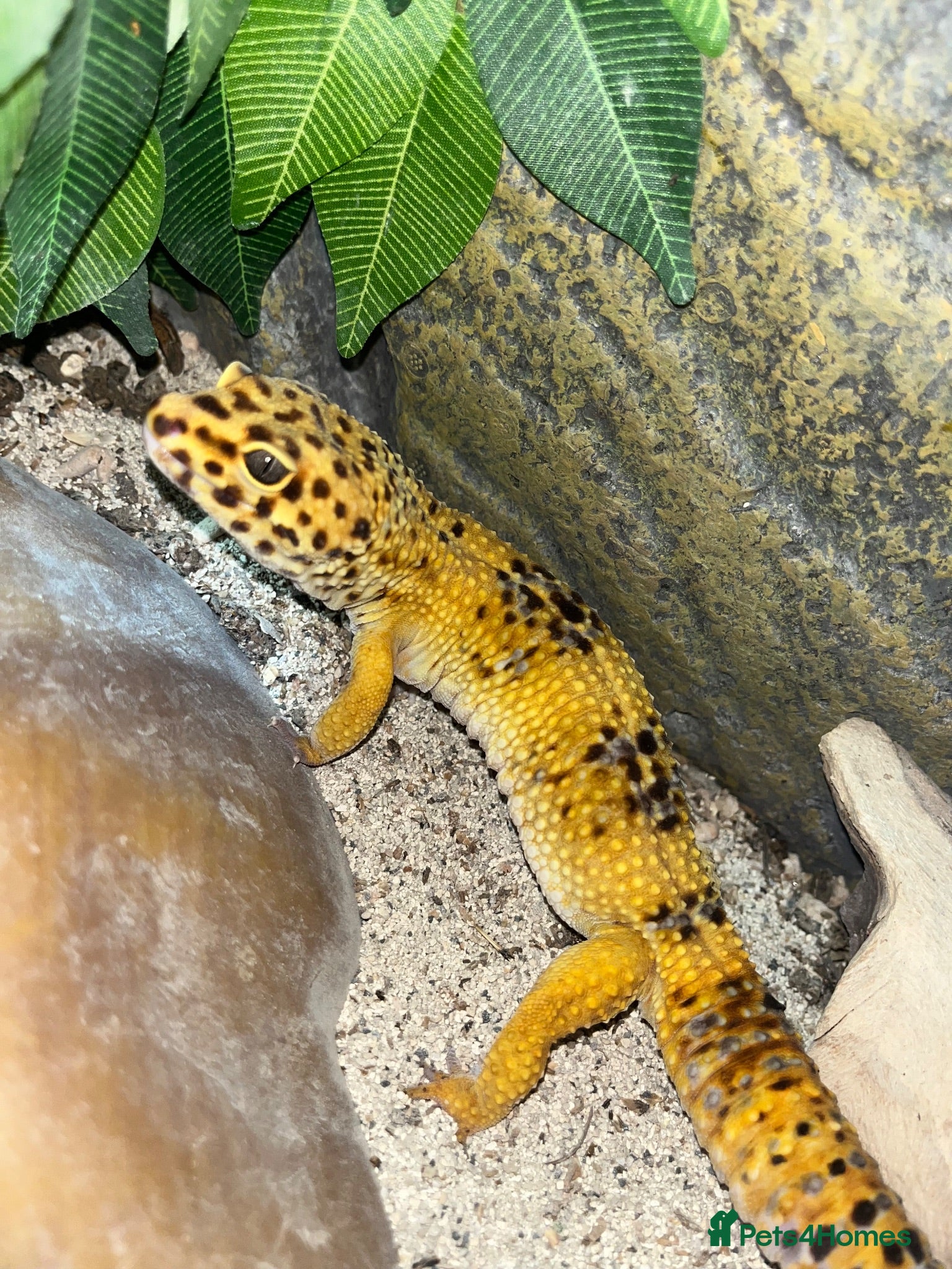 Leopard Gecko reptiles Stunning high-yellow girl - Advert 2