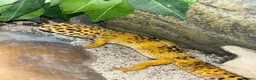 Leopard Gecko reptiles for sale: Stunning high-yellow and leucistic girls - Advert 4