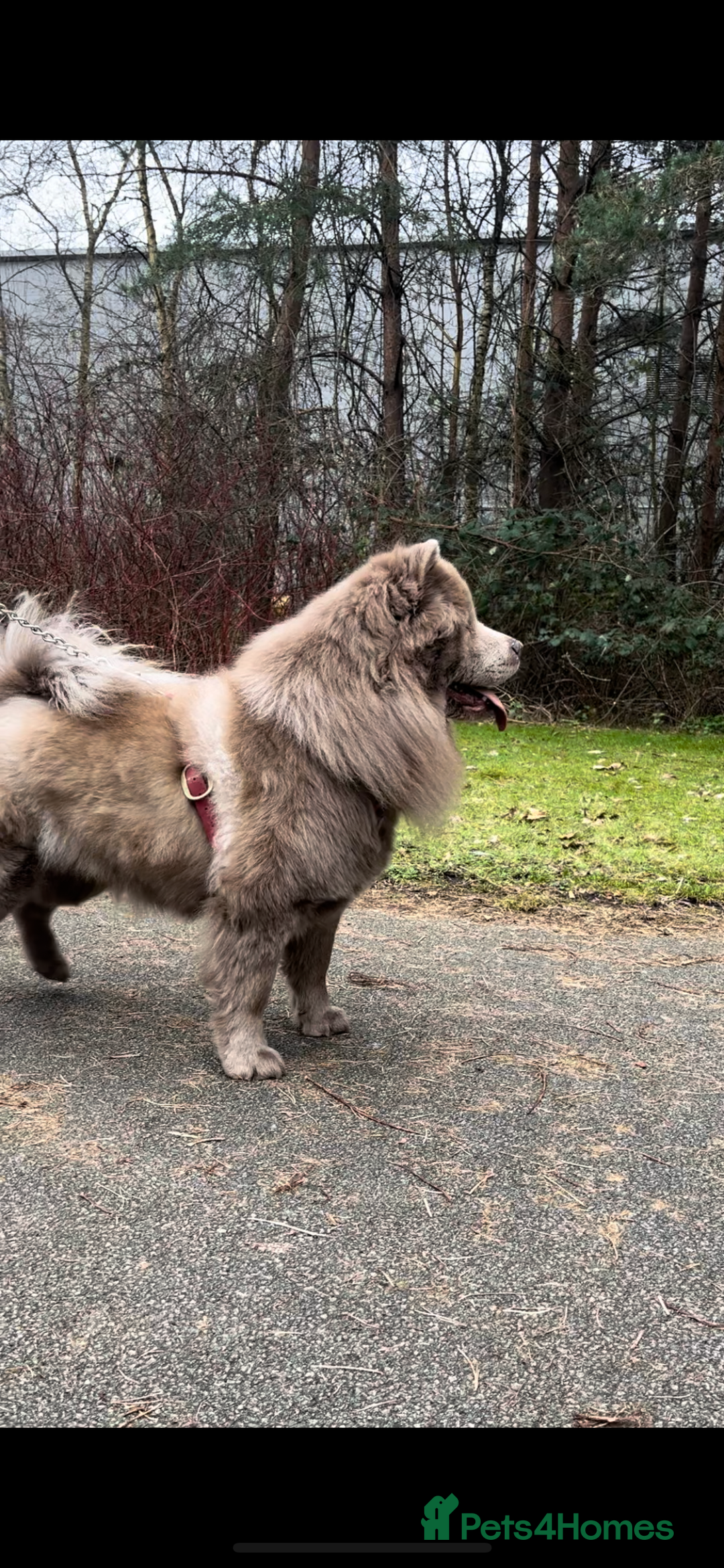 Chow Chow dogs for sale: Adorable rare lilac chow chow girl pups - Image 6