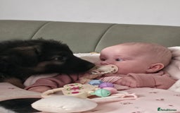 German Shepherd dogs for sale: KC Reg. Amazing Beautiful Girls Awaiting A Home ❤️ - Image 14