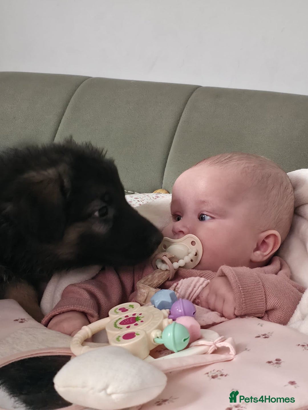 German Shepherd dogs for sale: KC Reg. Amazing Beautiful Girls Awaiting A Home ❤️ - Image 14