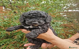 Cockapoo dogs for sale: 5 STAR FULLY DNA HEALTH TESTED F1B COCKAPOOS - Image 27