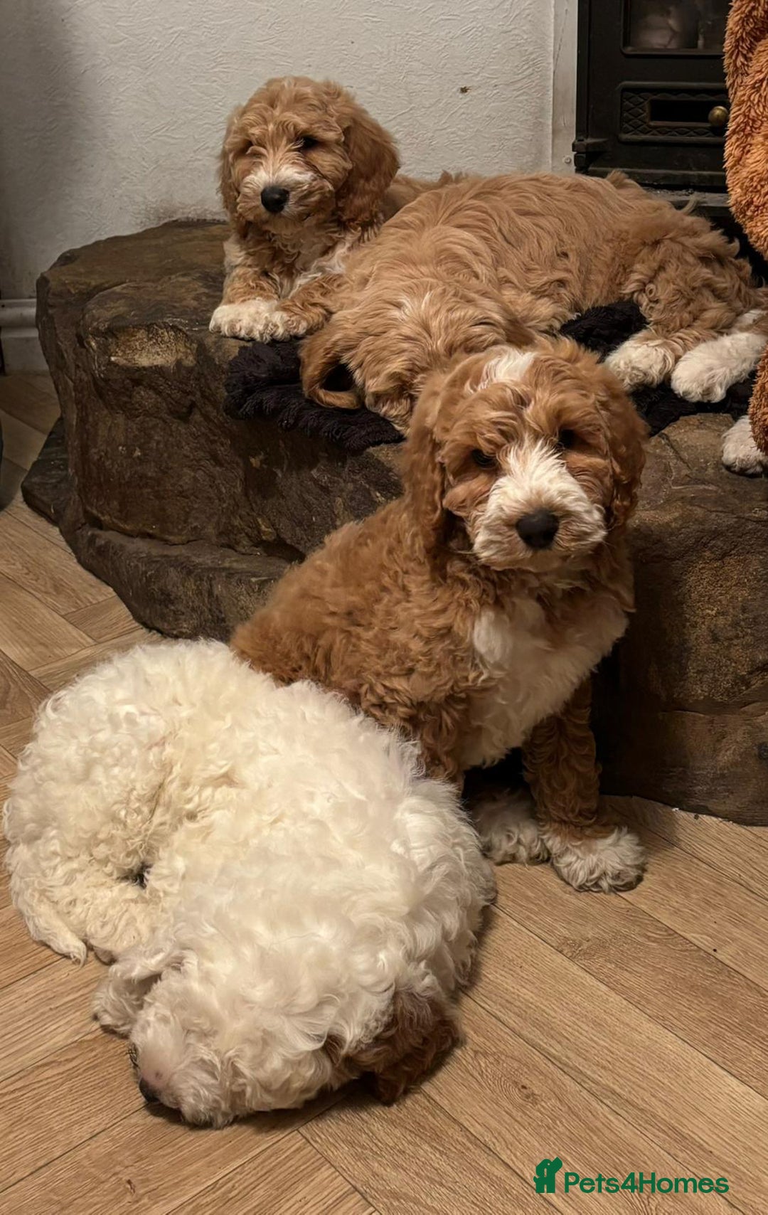 Australian Labradoodle dogs for sale: Australian Labradoodles for Sale - Advert 15