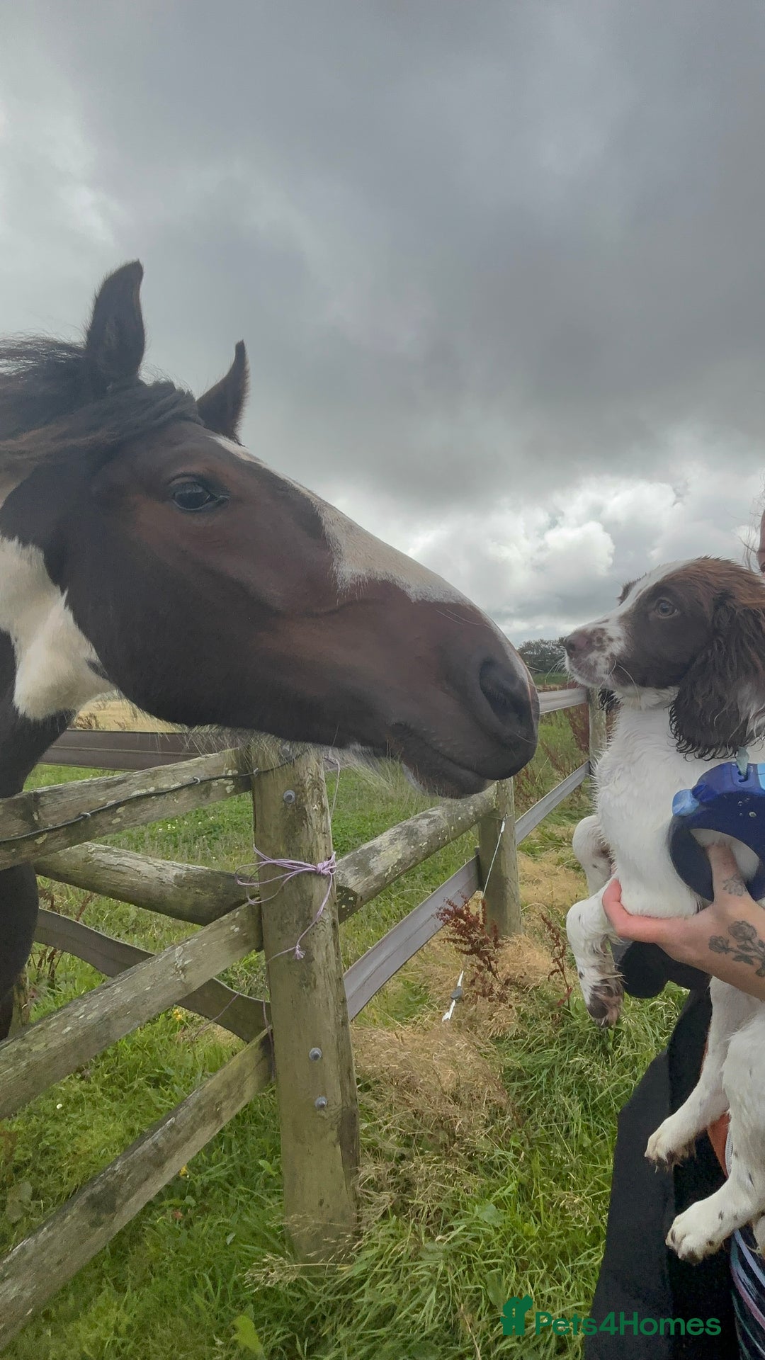 Appaloosa horses for sale: Rodney 14.1/2 2 Year old gelding Appaloosa X Cob - Advert 14