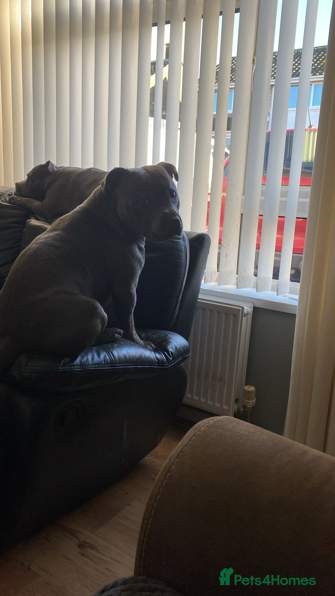 Staffordshire Bull Terrier dogs for stud: Stud for breeding in Ilkeston - Advert 25