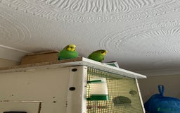 Budgerigars birds for sale: Budgies for sale  - Image 16