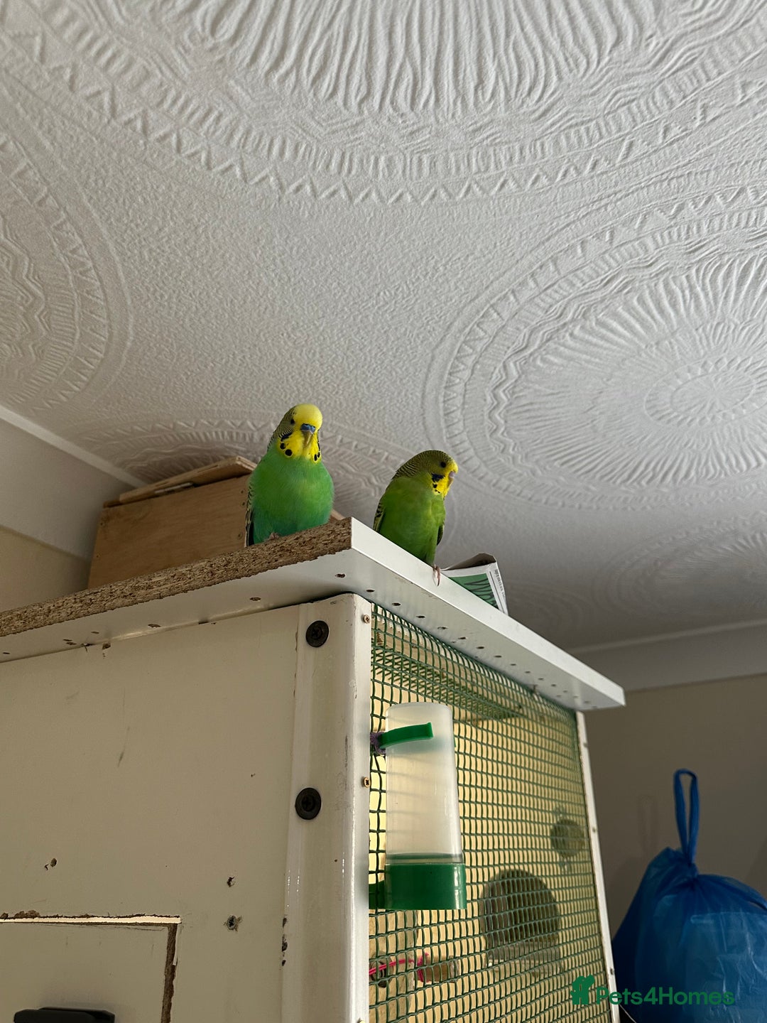 Budgerigars birds for sale: Budgies for sale  - Image 16