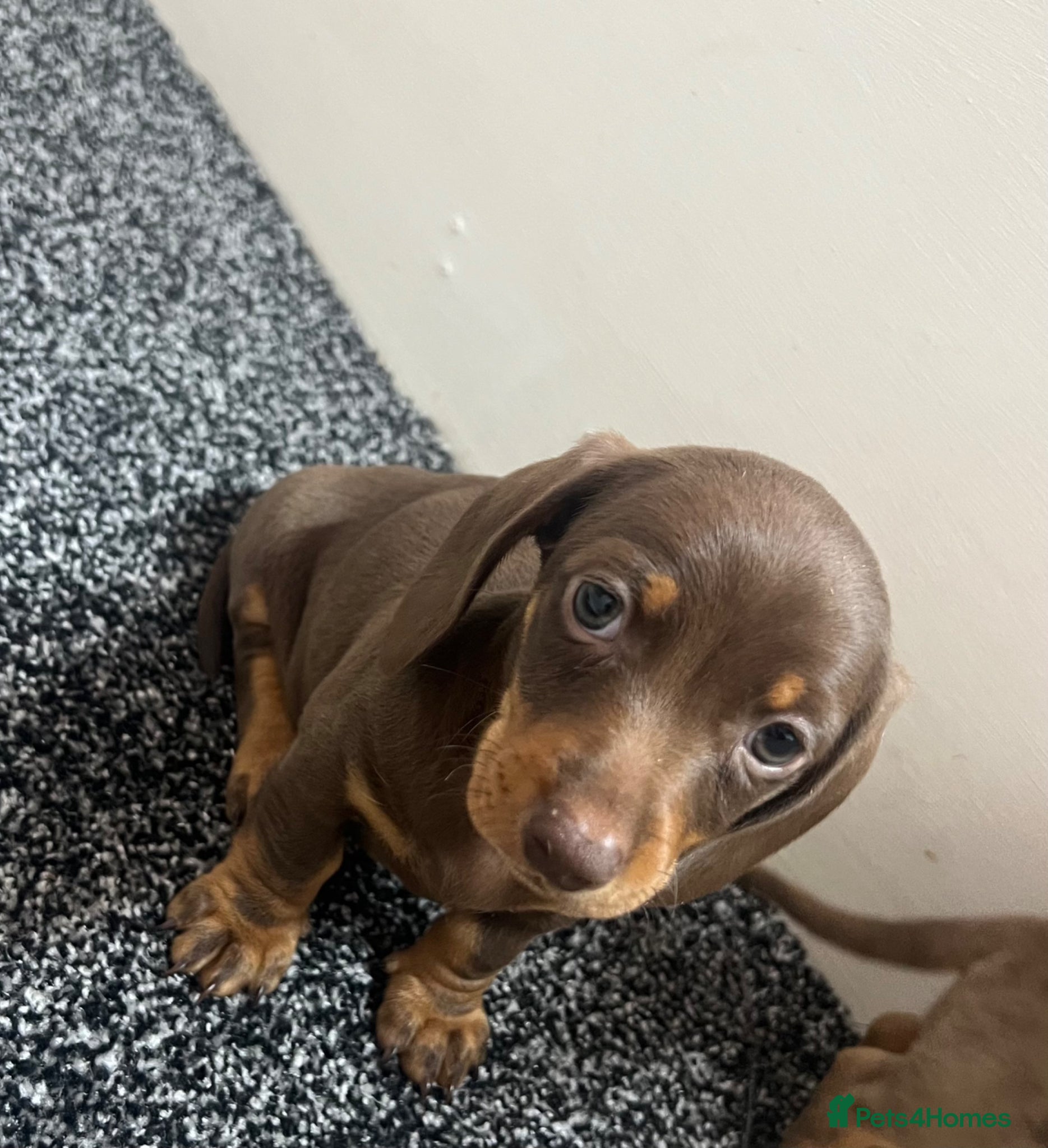 Dachshund dogs One little pup🩷 - Advert 17