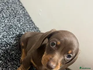 Dachshund dogs One little pup🩷 - Advert 17