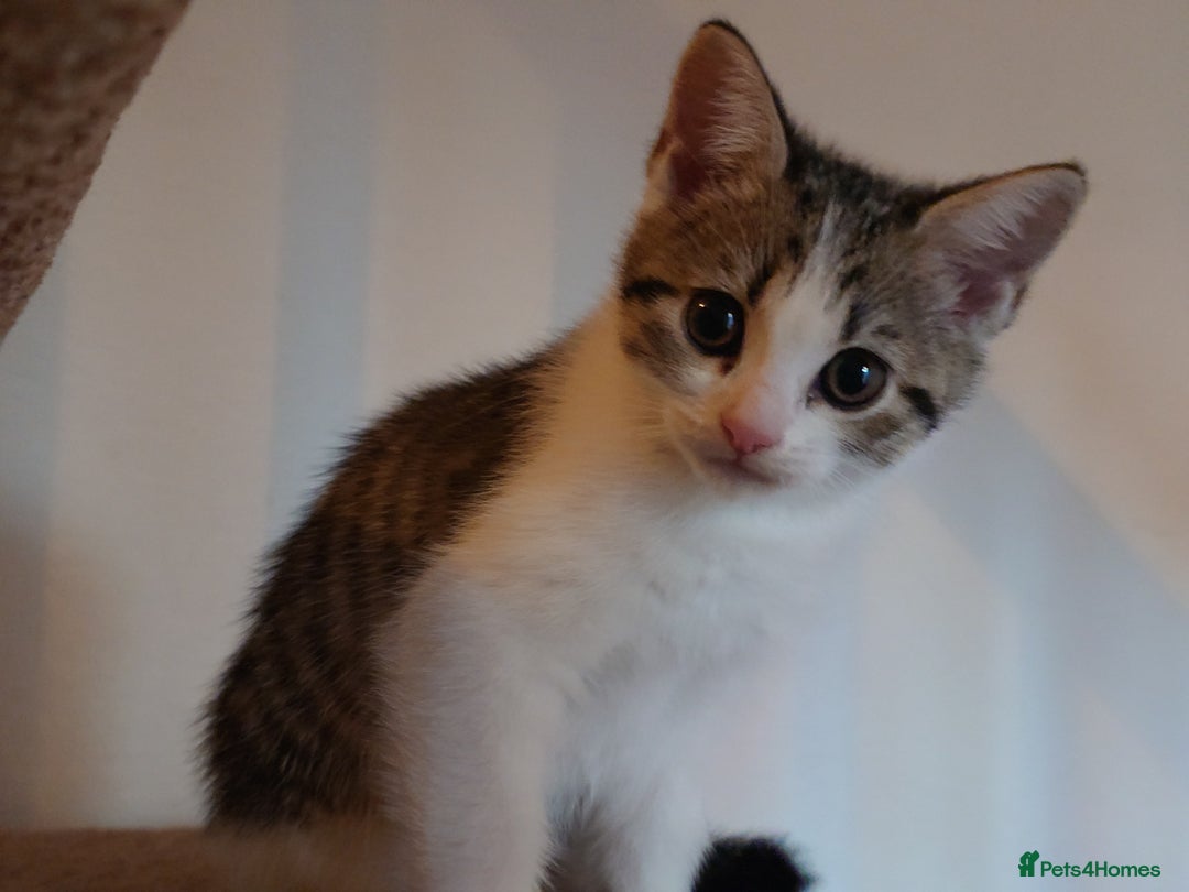 Mixed Breed cats for sale: 6 kittens of a Persian mum with Tuft ears. - Advert 34