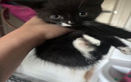 Mixed Breed cats for sale: 6 mixed breed kittens - Image 19