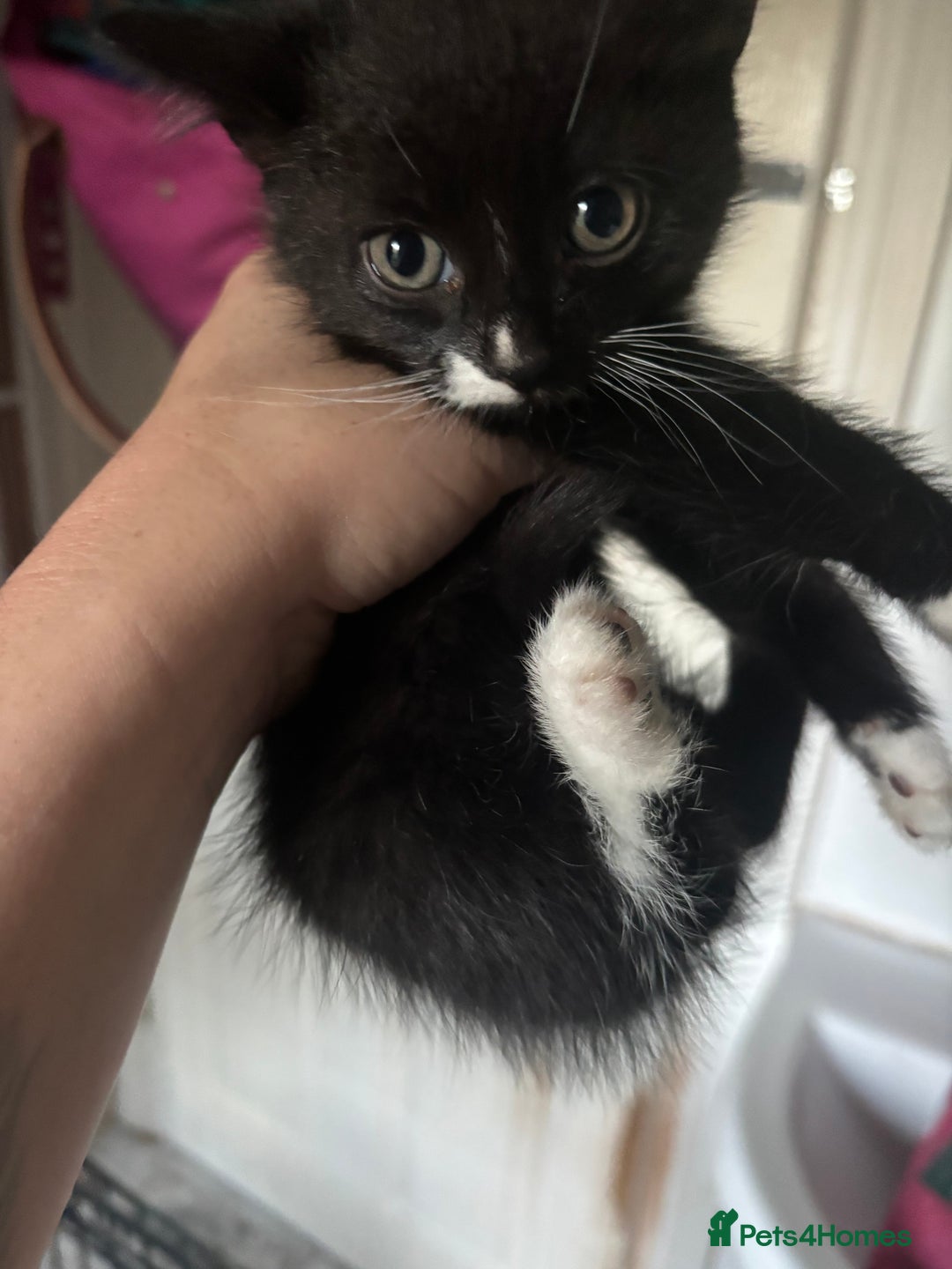 Mixed Breed cats for sale: 6 mixed breed kittens - Image 19