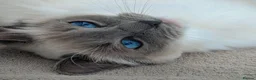 Ragdoll cats for sale: 2 boys for £700 (one from my other advert) - Advert 13