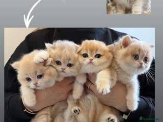 British Shorthair cats Golden Blue British Shorthair kittens - Advert 10