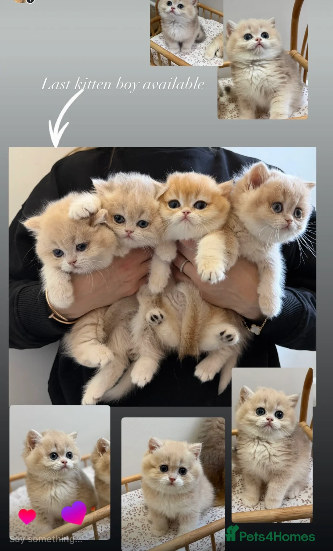 British Shorthair cats for sale: Golden Blue British Shorthair kittens - Advert 1
