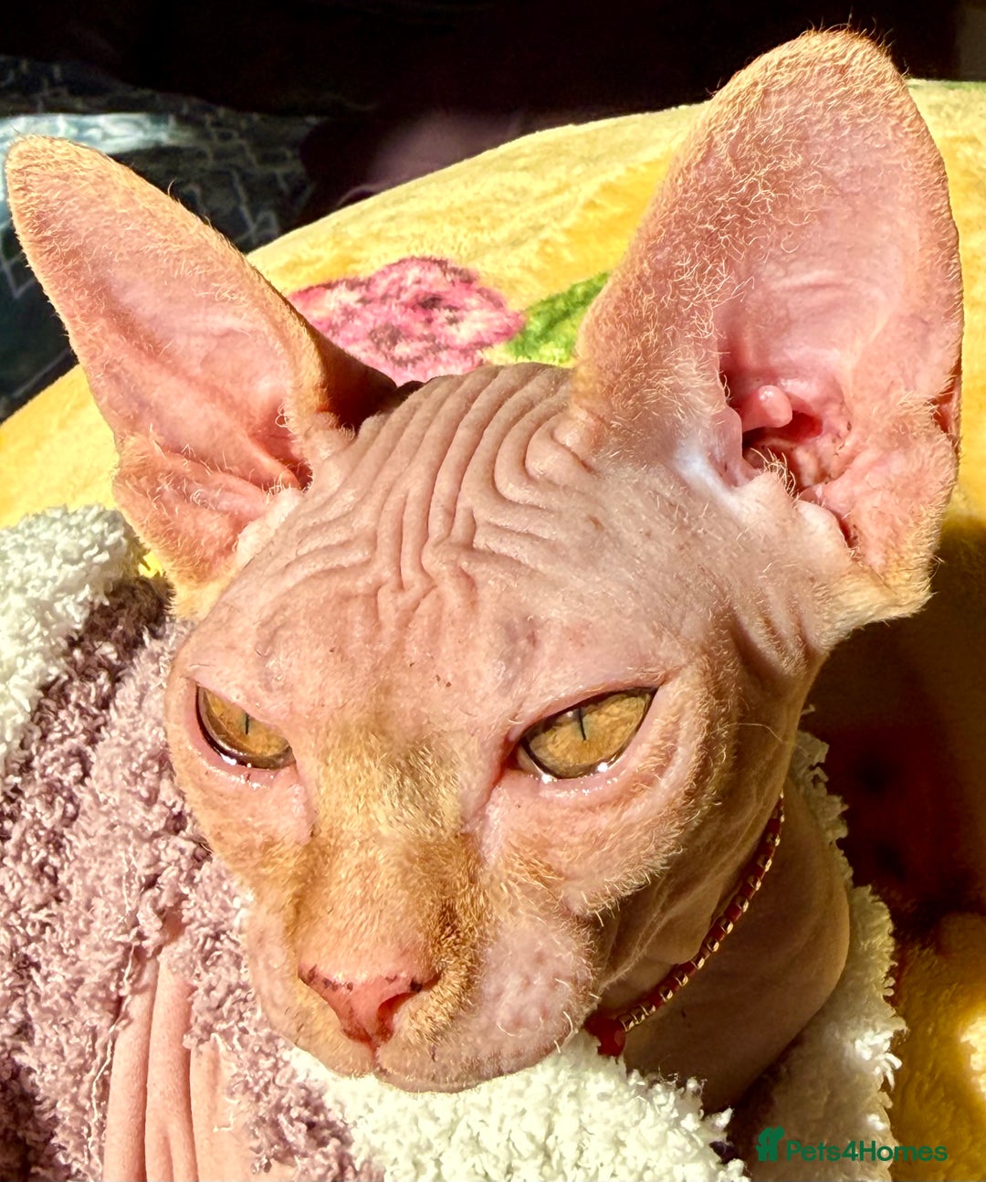 Sphynx cats for sale: Luna is looking for forever home - Advert 7