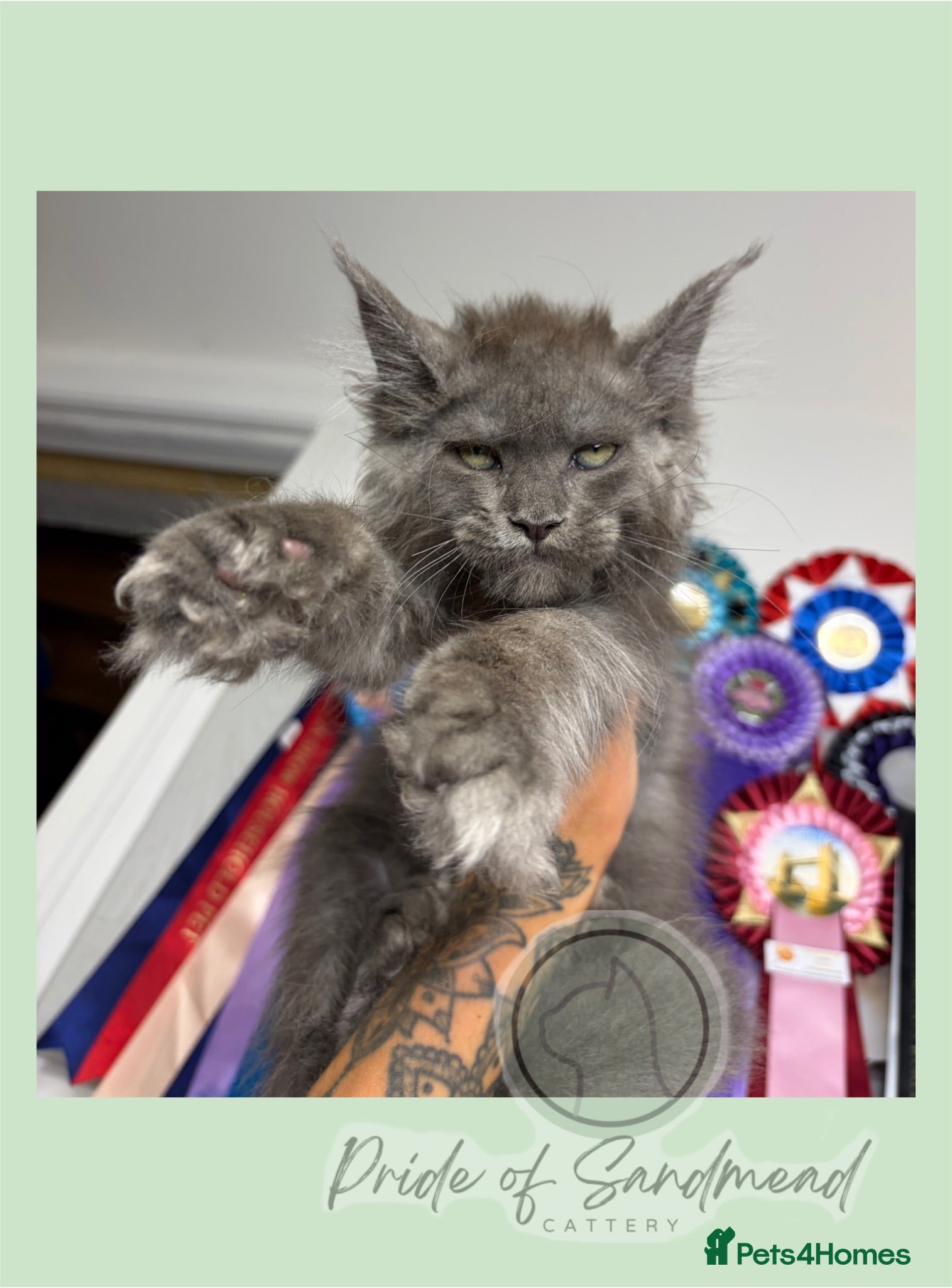 Maine Coon cats Family Raised Russian Maine Coons  - Advert 2
