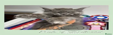 Maine Coon 5
