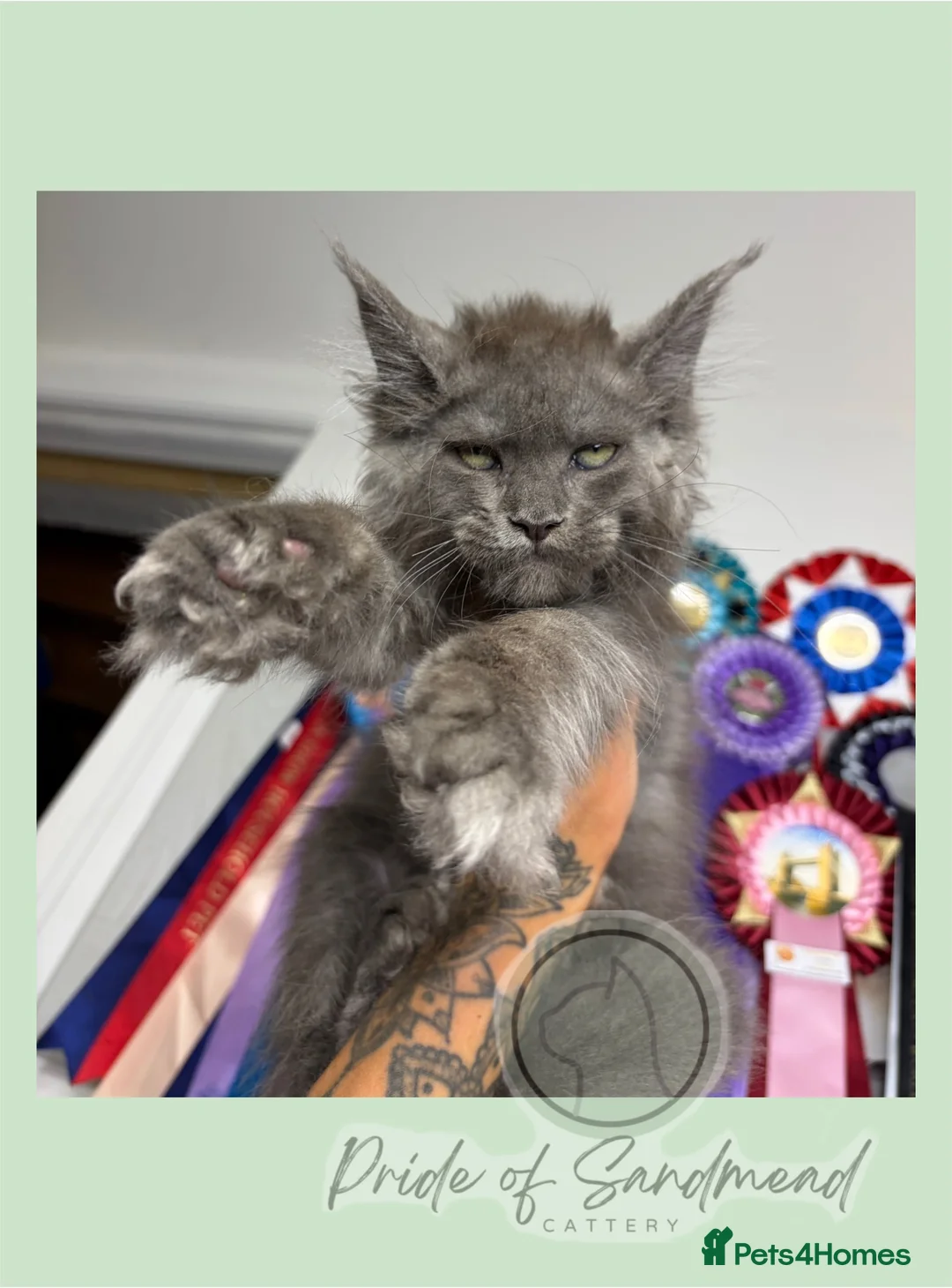 Maine Coon cats for sale: Family Raised Russian Maine Coons  - Advert 2