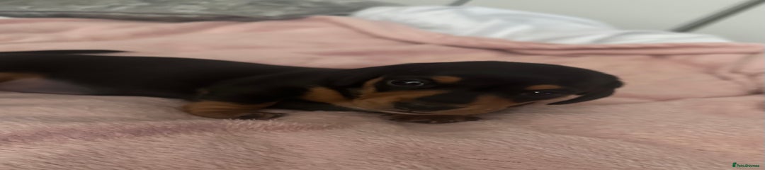 Miniature Dachshund Puppy 2 