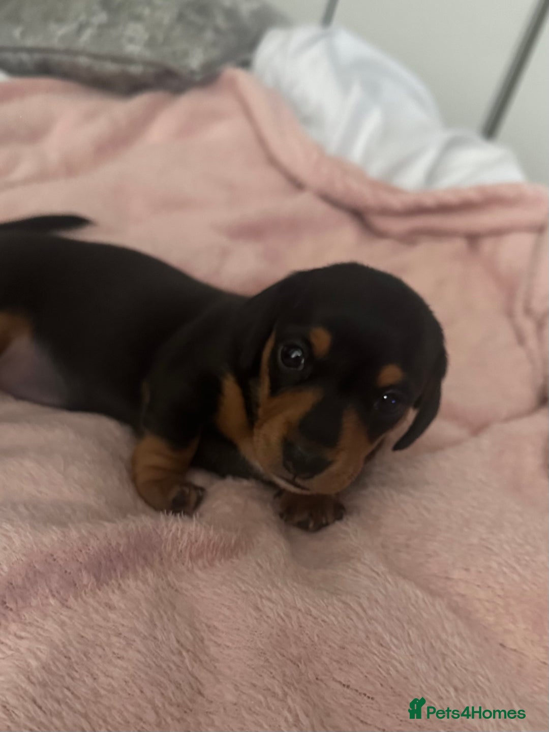 Miniature Dachshund dogs for sale: Miniature daschunds  READY TO LEAVE 29th SEPT - Image 7