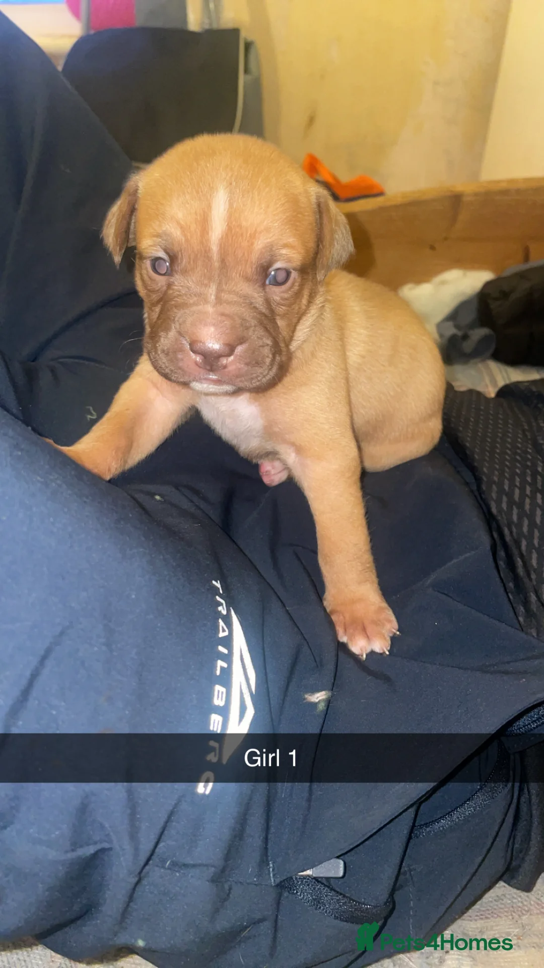 Mixed Breed dogs for sale: American bully x American bulldog puppies - Advert 9