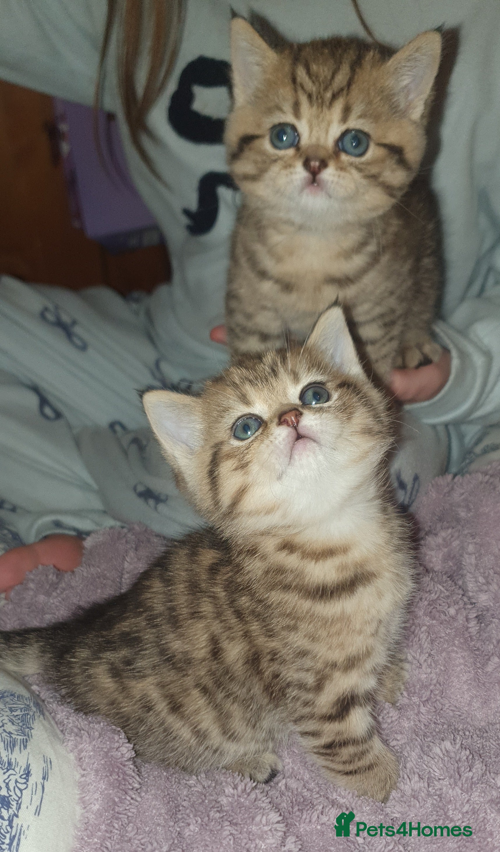British Shorthair cats British Shorthair Black Golden Tabby kittens 😸  - Advert 1