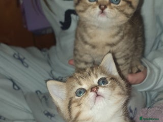 British Shorthair cats British Shorthair Black Golden Tabby kittens 😸 - Advert 1