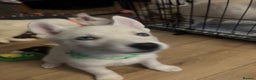 Siberian Husky dogs for sale: White husky puppies  - Advert 6