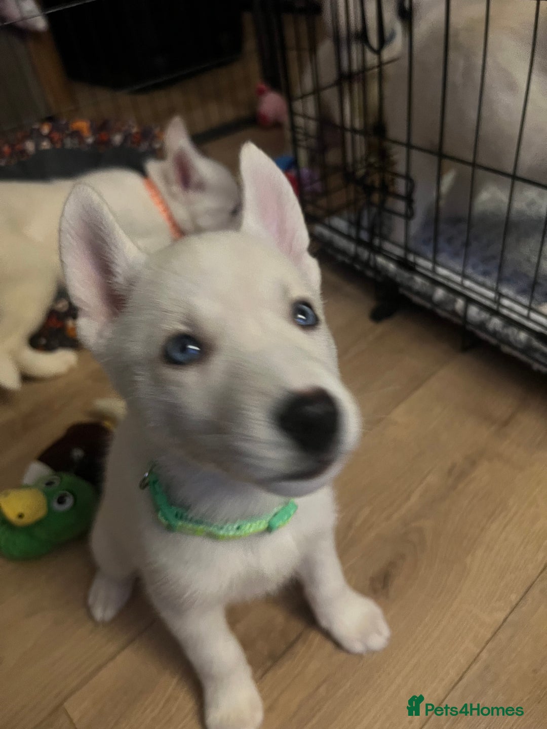 Siberian Husky dogs for sale: White husky puppies  - Advert 6